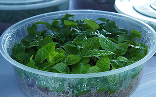 “生根完成”幼苗