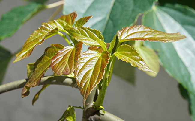 2021年10月中央1号文件加快推进农业现代化指出，促进木本粮油和林下经济发展